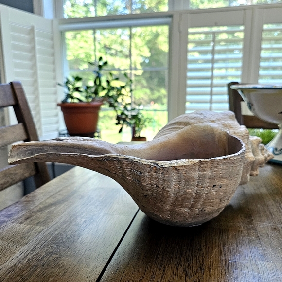 Horse Conch Seashell Decor Bowl - Picture 6 of 10